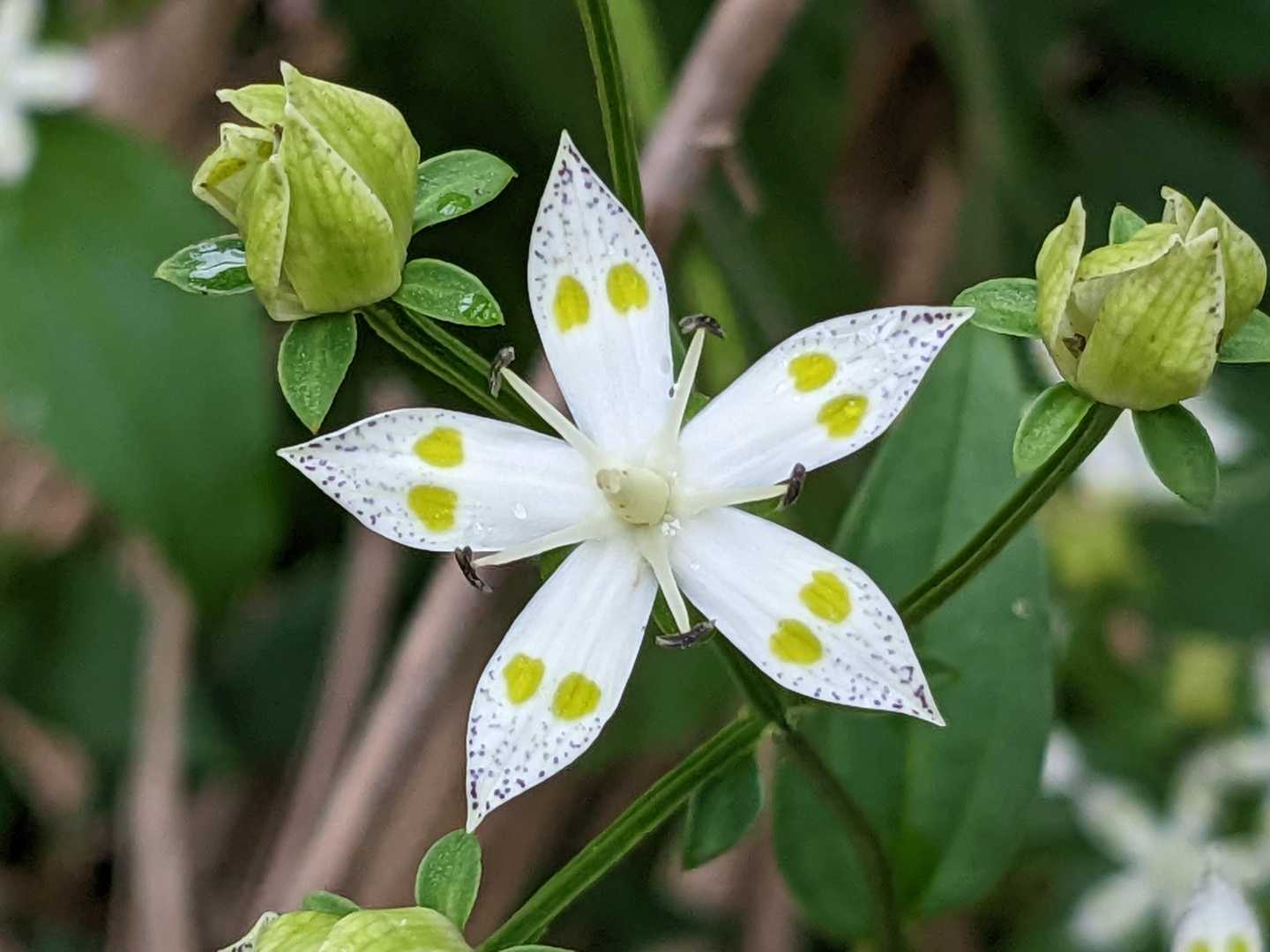 斑点が薄い　夜明けが近づき、星が徐々に消えつつある状態？
花言葉「前向き」「今日も元気で」