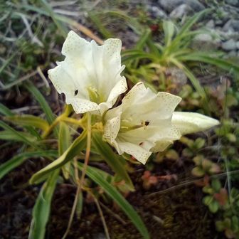 トウヤクリンドウ。沢山の蕾