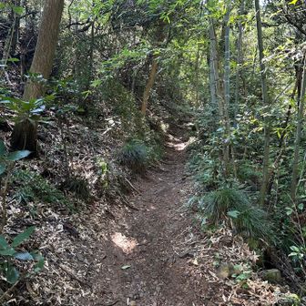 いきなり登山道になりました