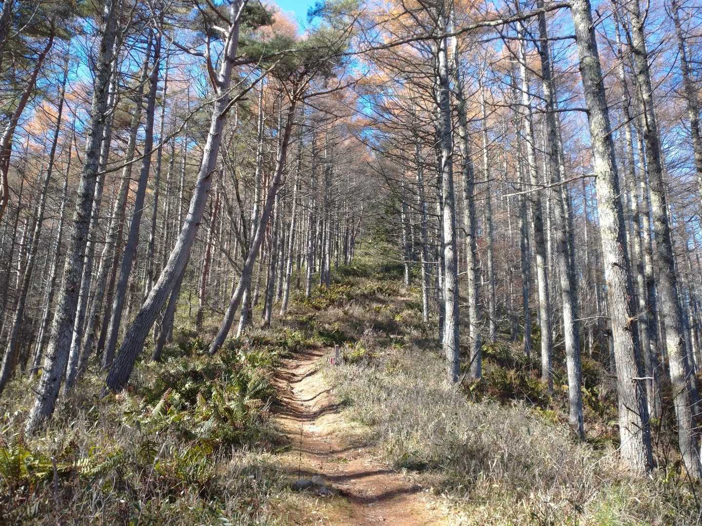 守屋山 往復コースの写真