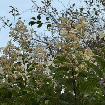 ノリウツギの花🤍