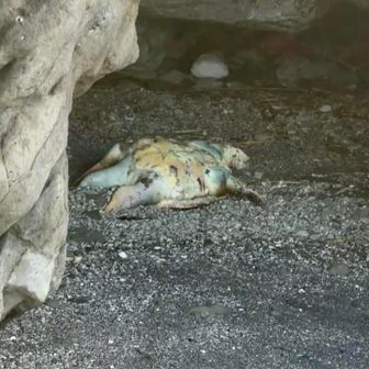 体長1.2mほどのデカいウミガメ！

仰向けで寝るわけが無いので、おそらくこの洞窟のなかで息絶えたのでしょう