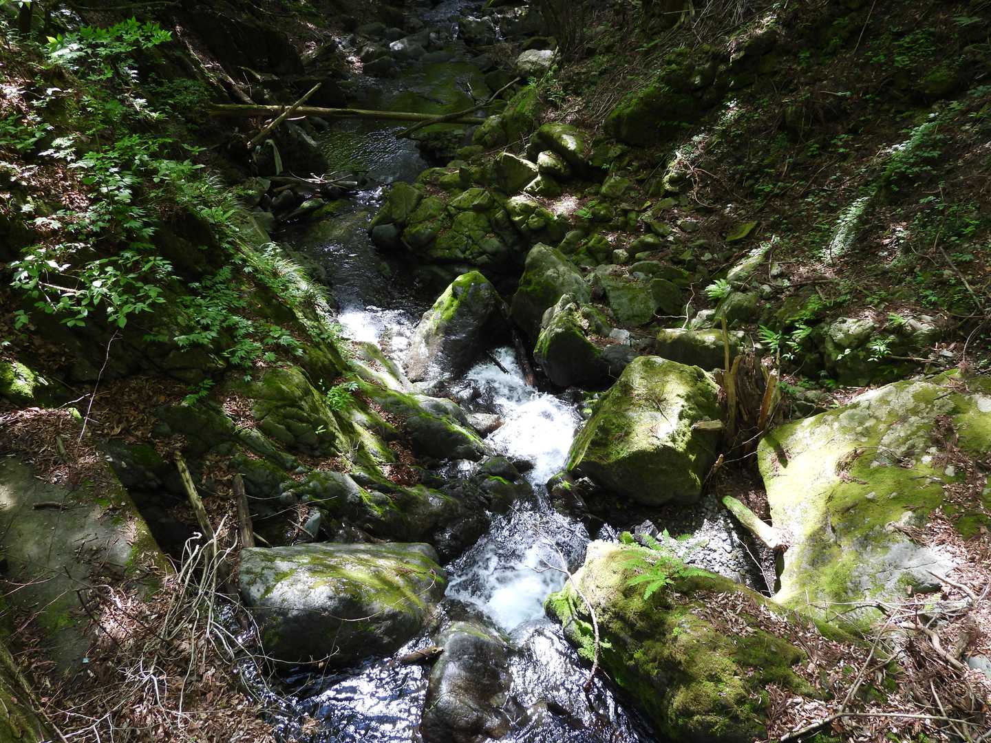 沢コースの沢だけ撮影