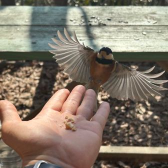 翼を大きく広げてランディング👏