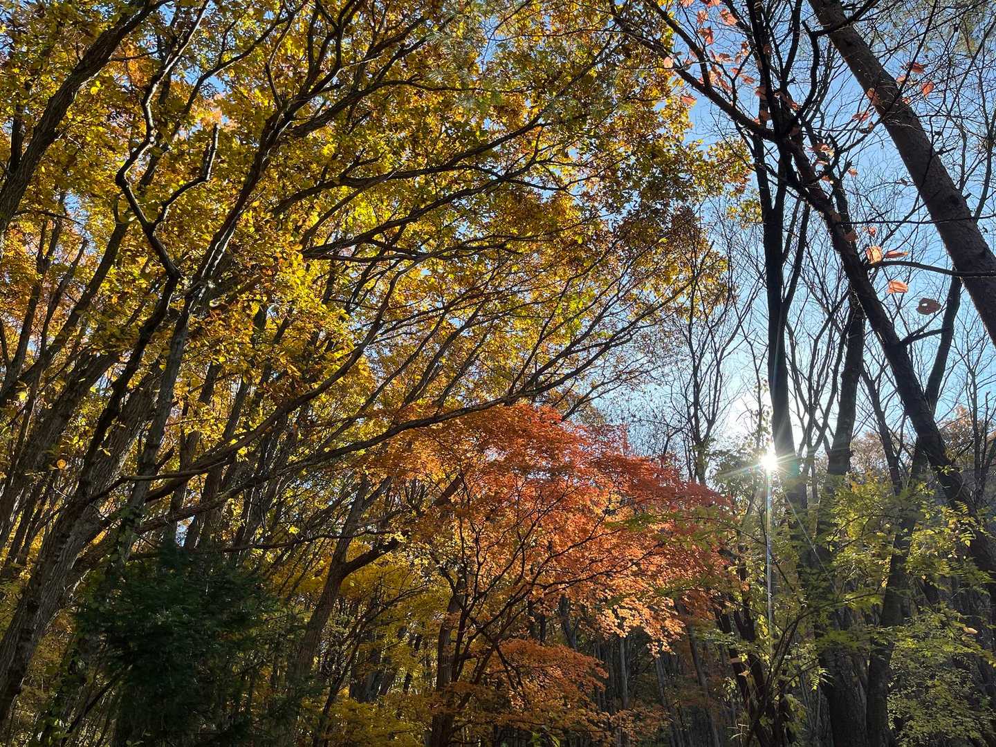 城内山 往復コースの写真