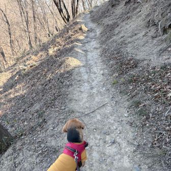 いい感じの山道です。
登りましょう！
