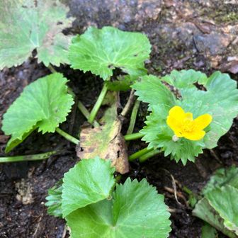 ゴロビツ水場辺り💧
リュウキンカがまだ咲いてました🌼