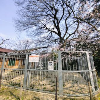 さぁ！本日のメインイベント

どつき漫才の「さくら」と「みのる」🤗

そしてクジャクのジュディ・◯ング🦚