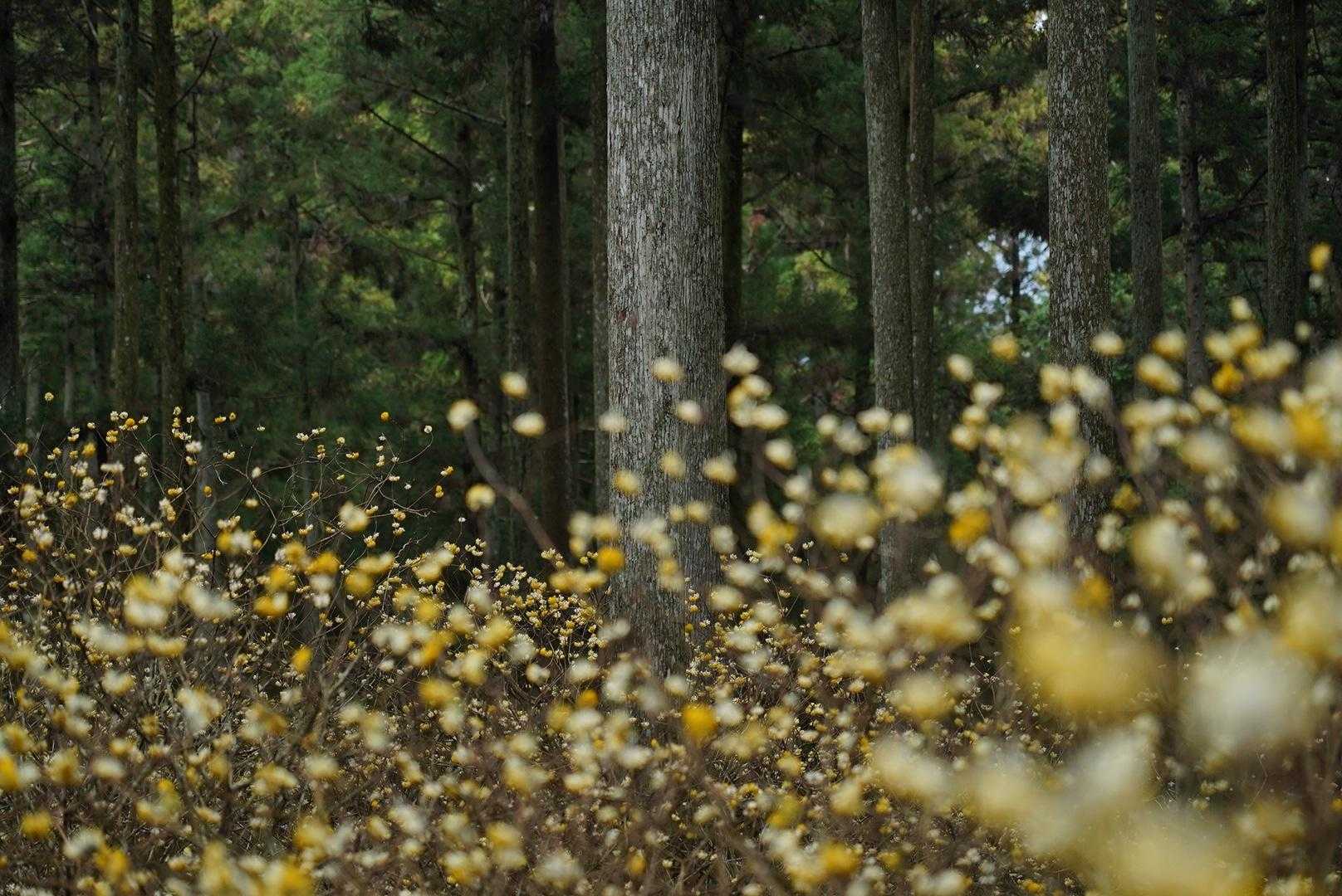 伊勢地出張所前バス停-笹峠-学能堂山 往復コースの写真