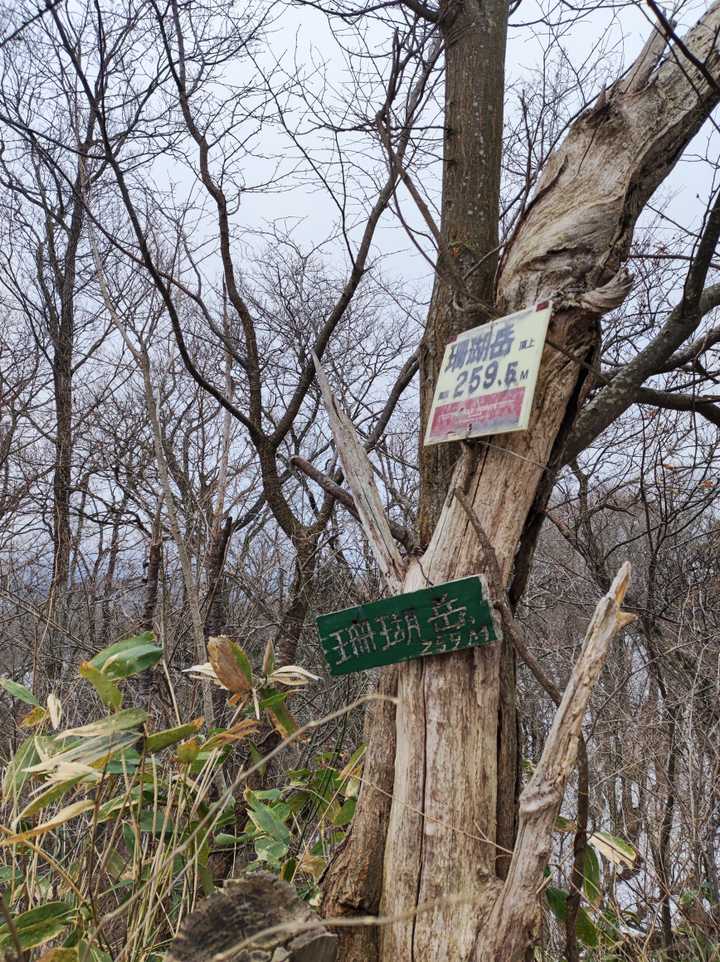 珊瑚岳山頂。
この先、去年セリバオウレンが咲いていたところに行ってみたかったのですが、みぞれが降って来たので、ここで戻ります。
この雪では、咲いているかどうかわからないですね。
福寿草を見られただけでも、良しとします😊