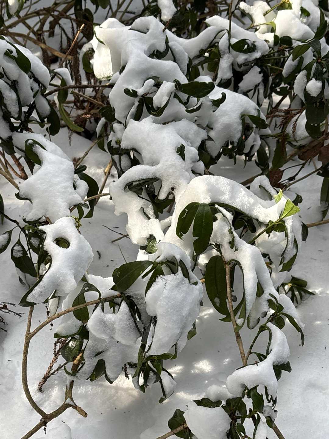 木々に雪❄️