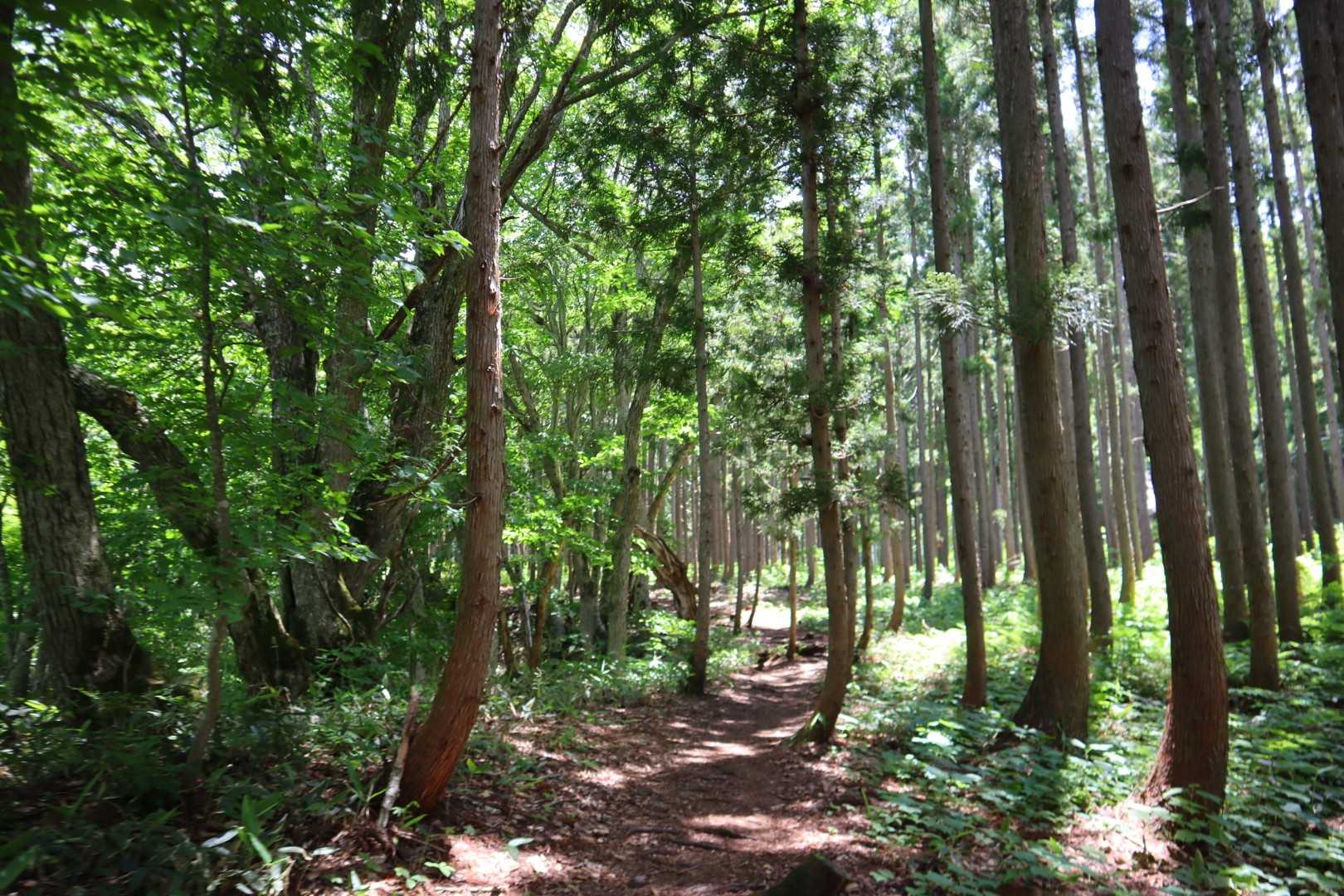 出発です🐾
気温は高いけど、沢沿いは涼しい🍃
遅い出発だったのでいつも回る松山山コースでなく、平元新道より登ります🍃