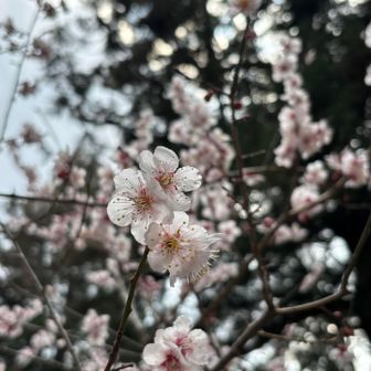 浅間神社でかろうじて咲いてた桜。ソメイヨシノではない👀