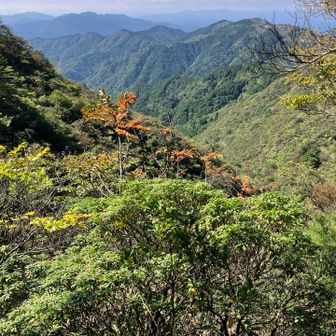 ナナカマドかなあ？少し紅葉🍁