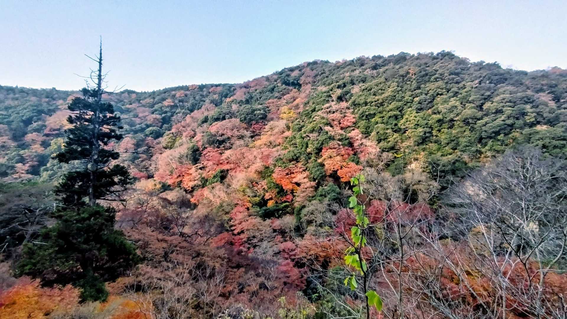 山のおもてなし｜箕面・東海自然歩道ハイキングの写真
