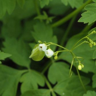 登山口ではフウセンカズラの白い花
この花も涼しげ……😊