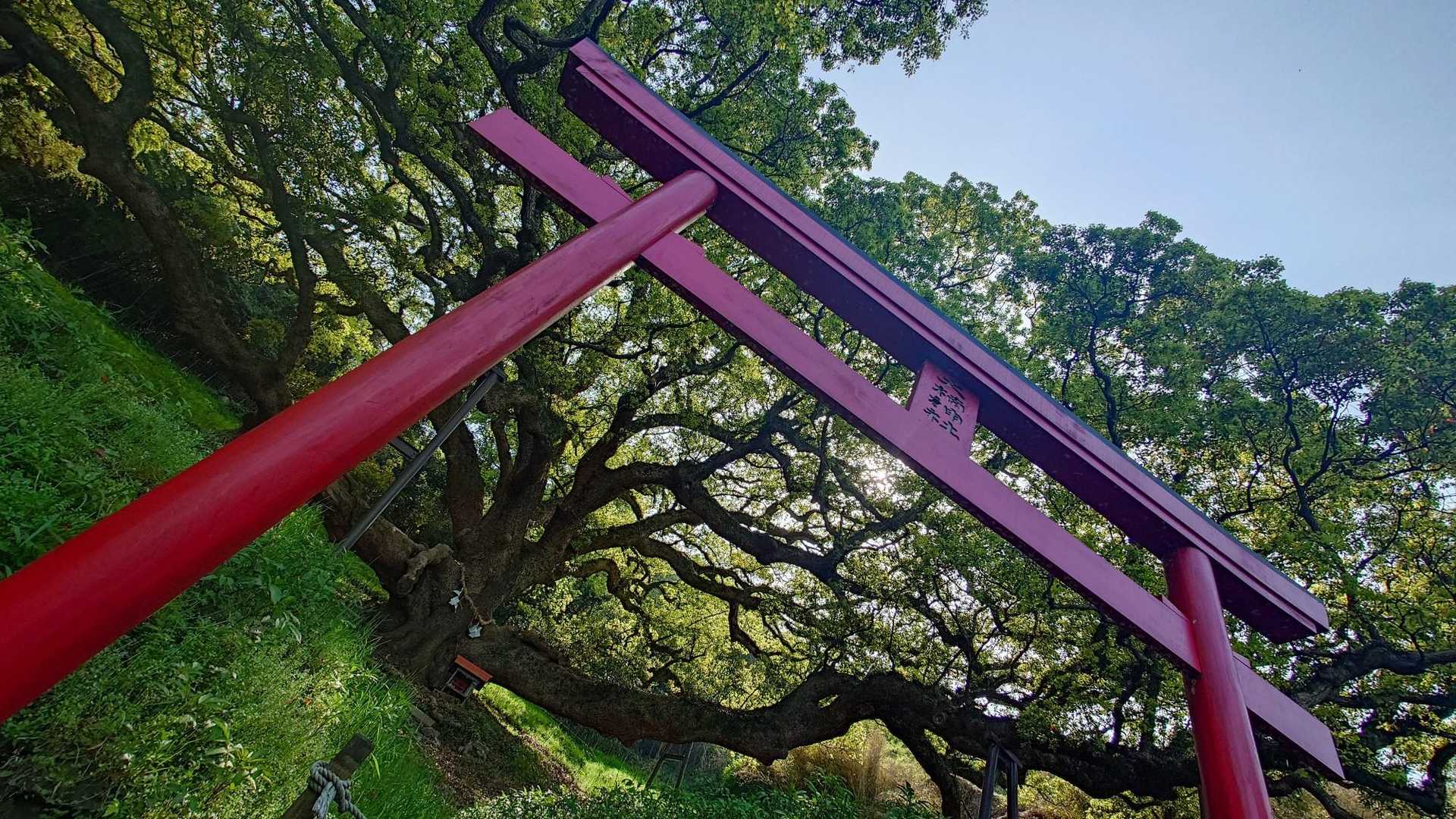 横尾の辻-天空の花畑 周回コースの写真