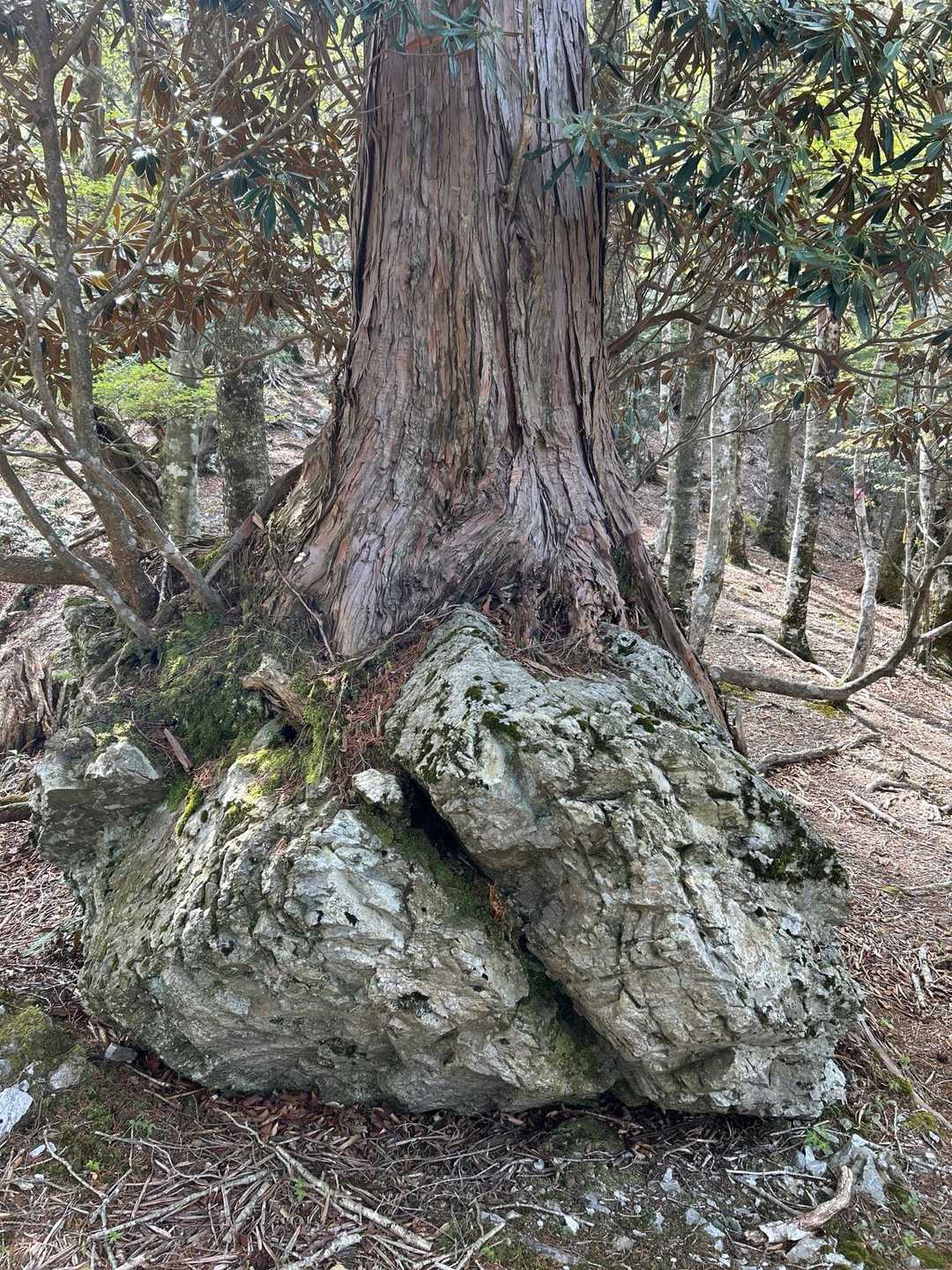 バリゴヤノ頭 往復コースの写真