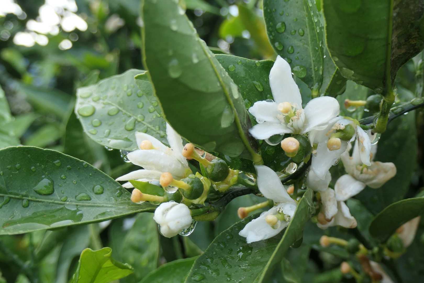 みかんの花🌼爽やかな香り✨
