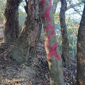 「バイク✕」
入り口には車両止めがあったけど、ここまでバイクが入ってくるのかな？？