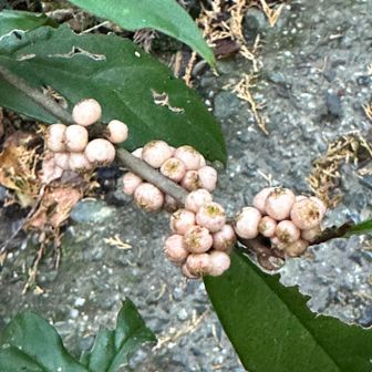 ユズセンリョウ