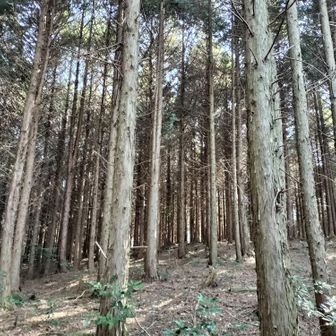 杉🌲の植林帯が続く