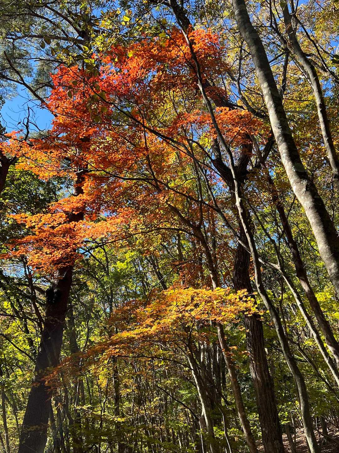 赤い紅葉は目に止まります
鮮やか〜
何枚写真撮ったか