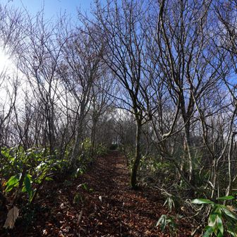尾根道に出る