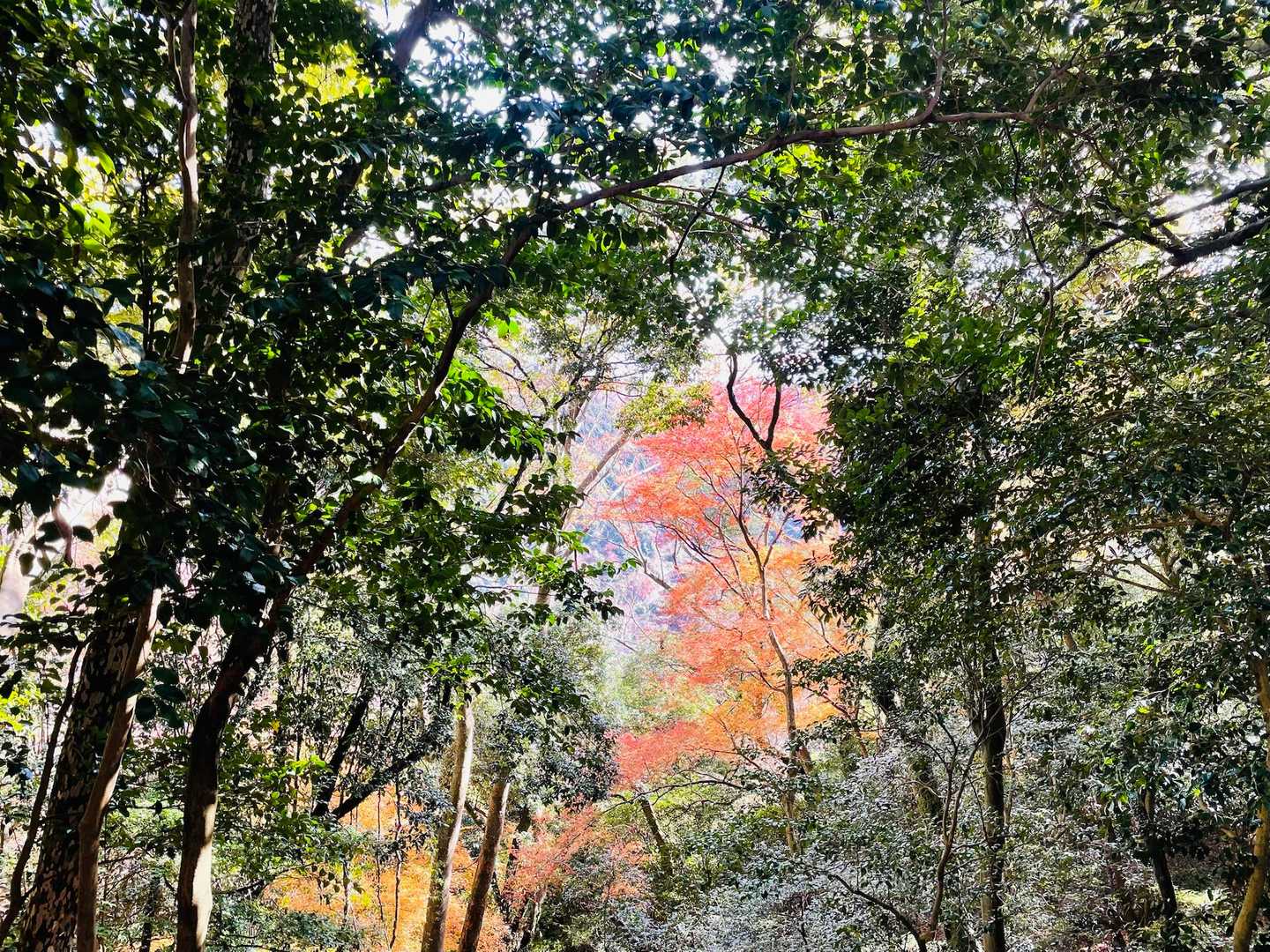瀧安寺-石子詰登山口-箕面山-三国峠-六個山 周回コースの写真