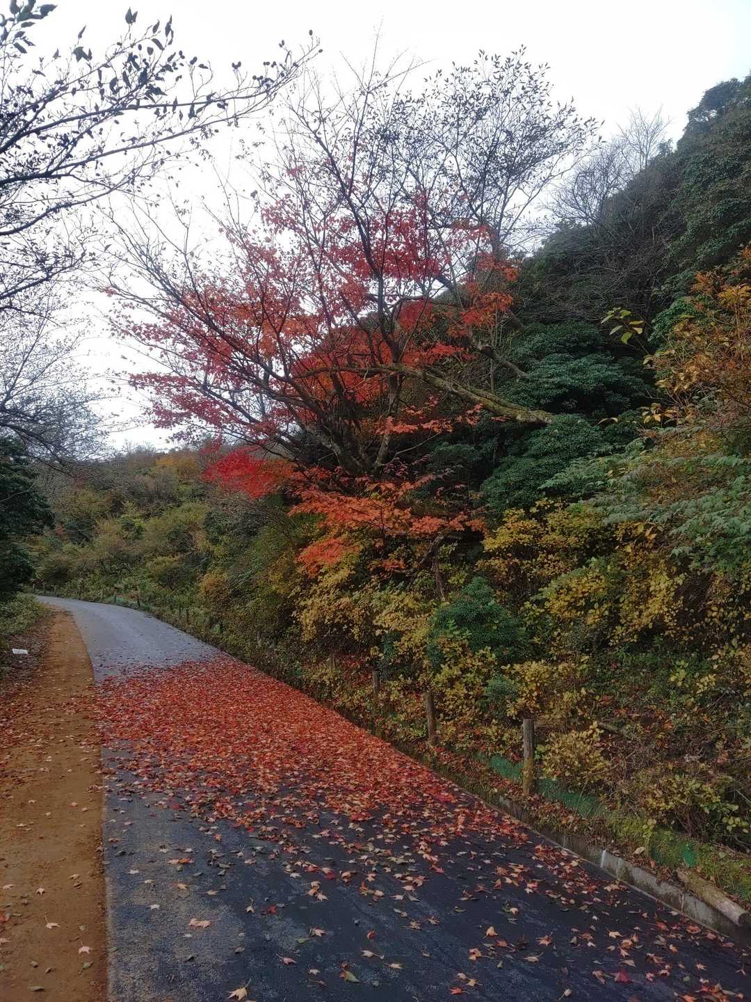 遠笠山登山口-遠笠山 往復コースの写真