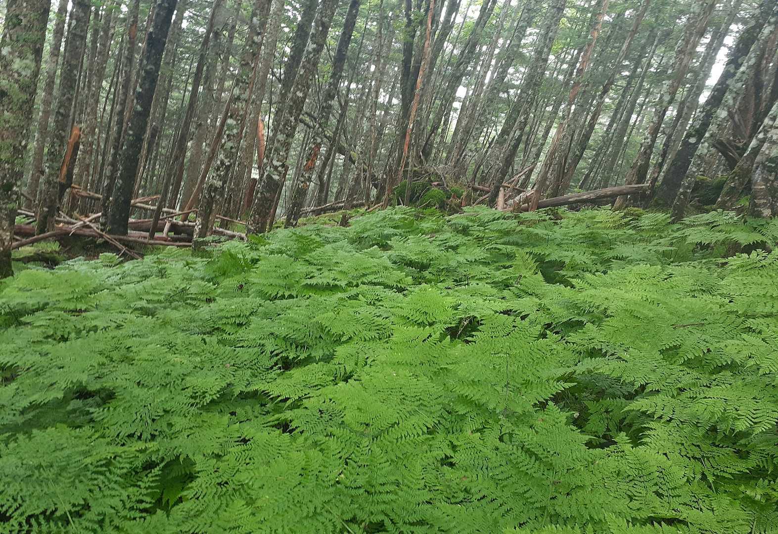 しらびそ峠-前尾高山-尾高山-奥尾高山 往復コースの写真
