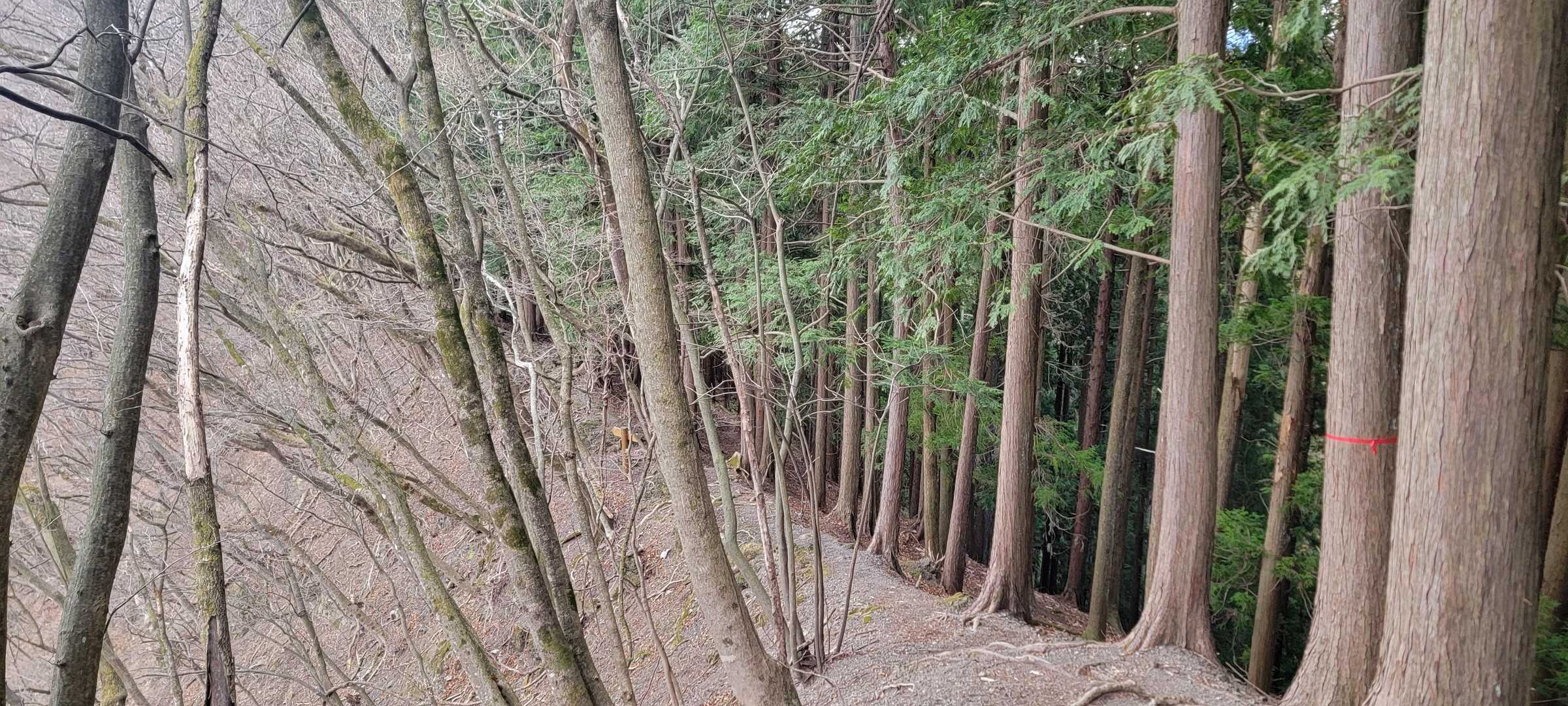 三峰口駅-御岳山登山口-御岳山-杉ノ峠-強石バス停 周回コースの写真