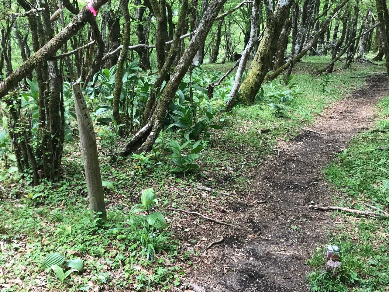 楢木山の写真