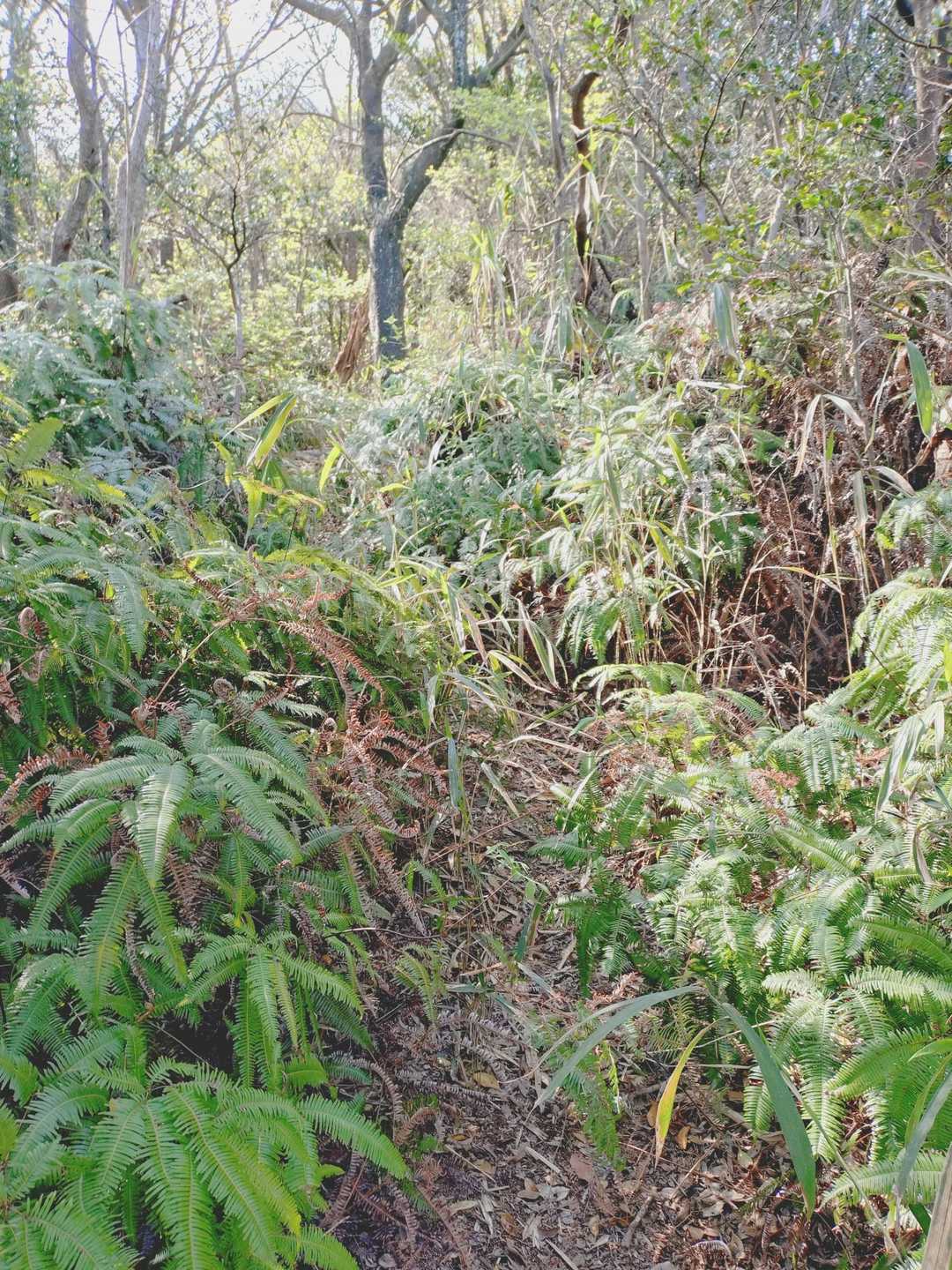 冬には無かった蜘蛛の巣沢山あるから虫嫌いの私は進むのが遅くなります😂
