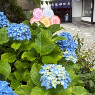 郵便局にアジサイ