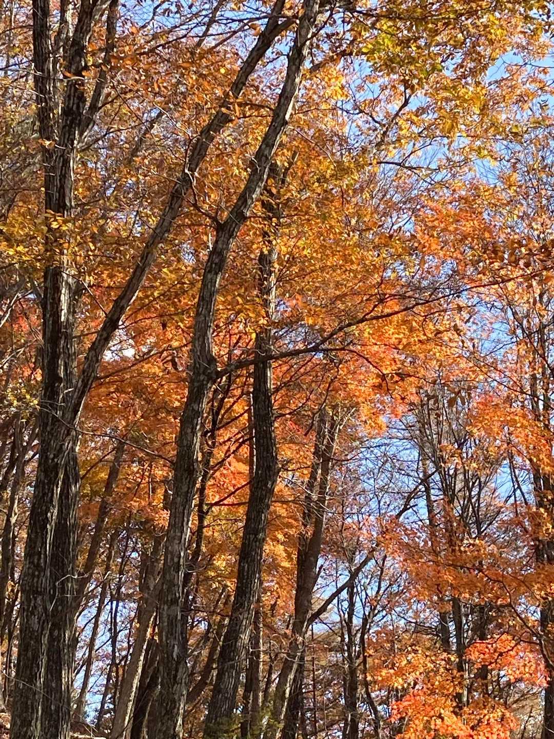 【縦走】足和田山（一本木バス停・紅葉台バス停）の写真