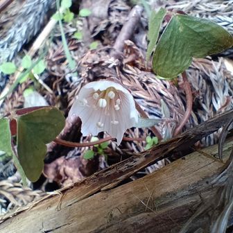 岩湧寺、四季彩館東側の
　ミヤマカタバミ