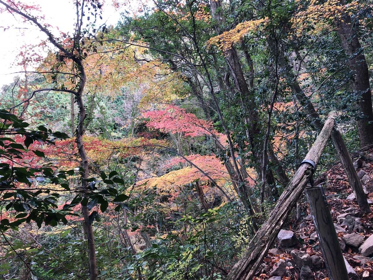 紅葉🍁も終わり