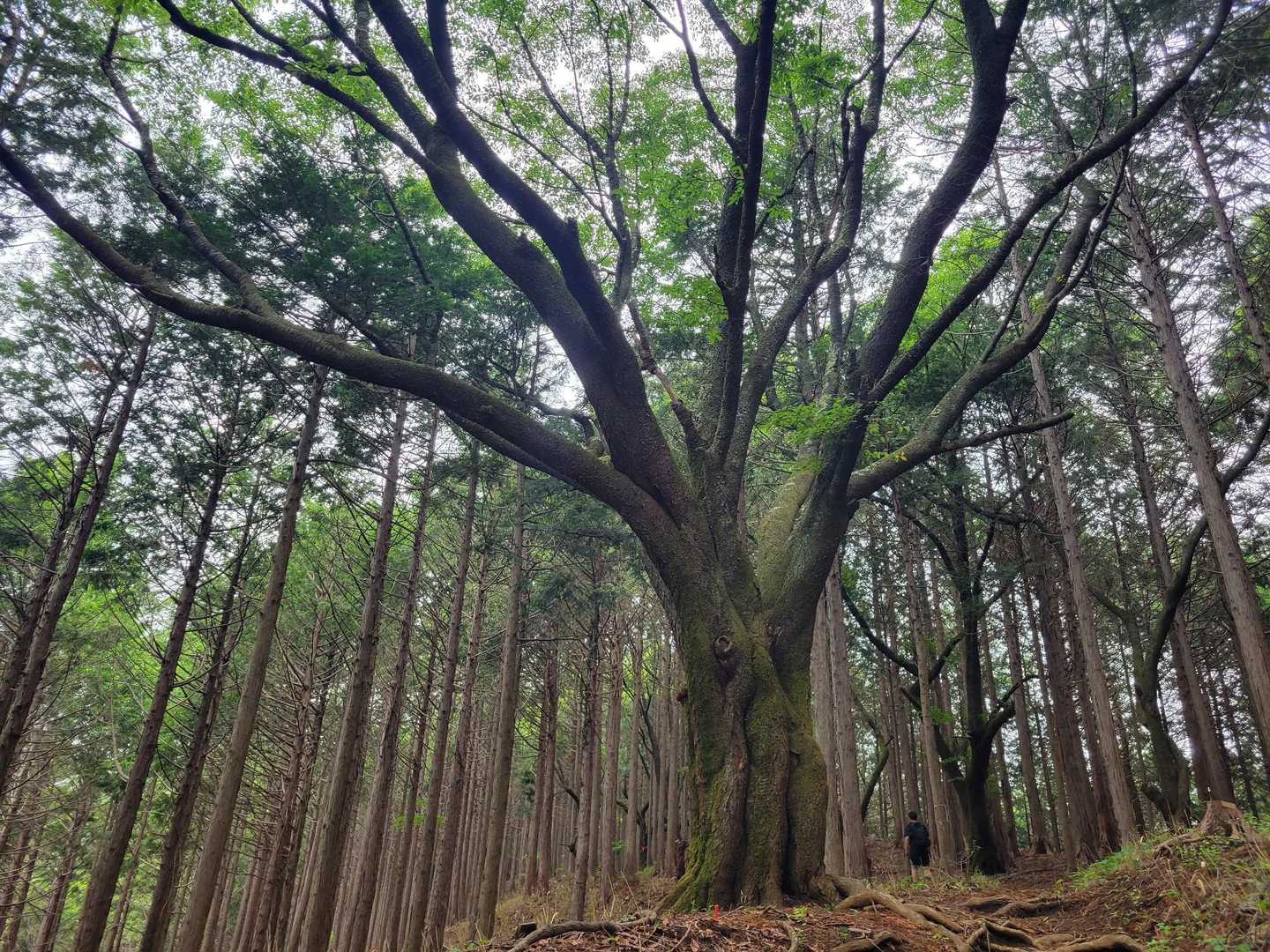 立派🌳