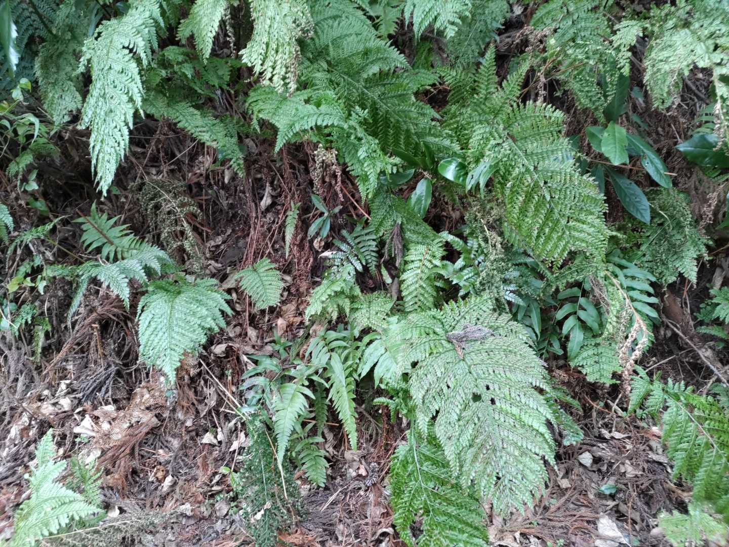 🌿