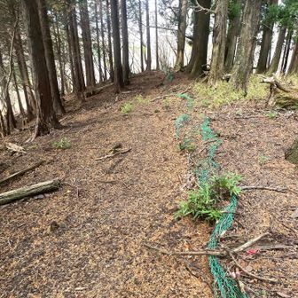 しばらく緑の金網沿いに進みますが、辿り続けてルートを外れそうになりました💦

早々に金網から離れて西北西方向に尾根を辿る方が良いです