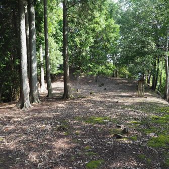 教善寺裏の登山口から入山し、寺屋敷曲輪群を経て、本丸まで上ってきました。
幼くして両親を失った元就は、1507年、後見人役の井上元盛に領地を横領され、多治比猿掛城からも追い出されてしまいます。元就は、麓の土居（＝屋敷）にて杉の大方（弘元の後妻）の手で養育されます。
