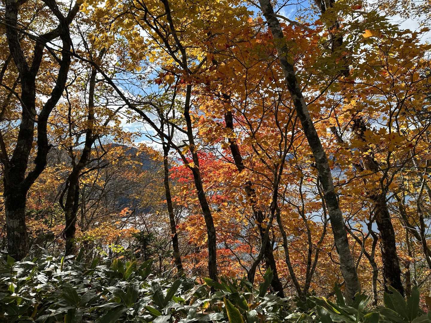 紅葉を下から見上げる