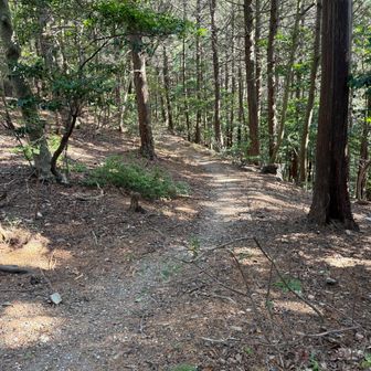 打越分岐に戻り、そこから中段の道南回りに入る。