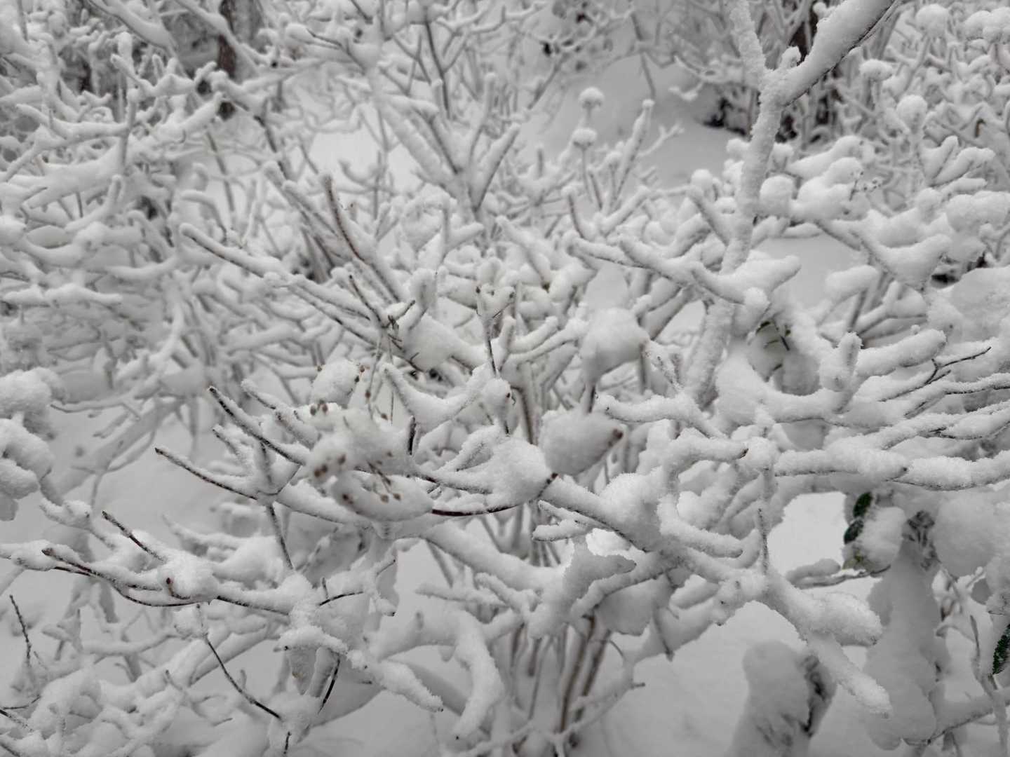 雪の珊瑚礁