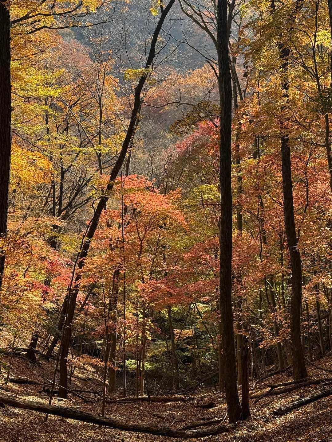 照葉坂🍁🍁だって