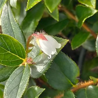 ｺﾒｯﾄｼﾞｭﾆｱ