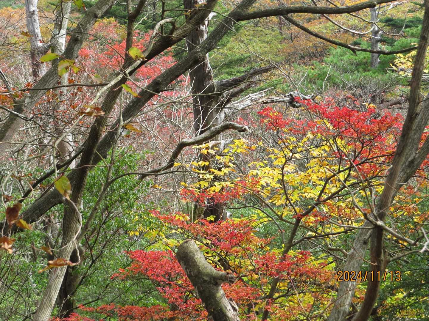 六観音御池の南側は赤🍁が多い😮