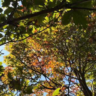 ちょっぴり紅葉🍁