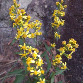 お花はこれしか見つけられなかった🌼
iPhoneによるとアキノキリンソウ属…？